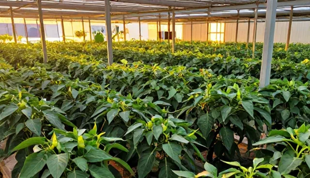高产种植面临产量提升难题，如何有效应对