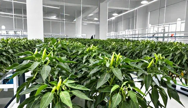 高产辣椒种技术对接中的物流管理实践